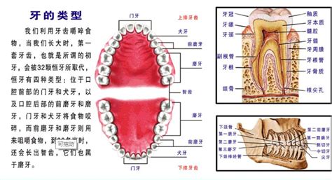 牙体解剖的一般概念之牙位记录方法