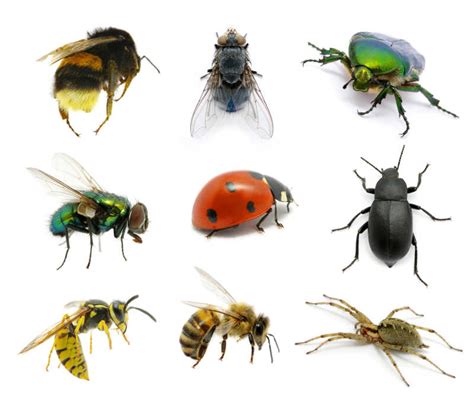 昆虫与人类—智慧树网