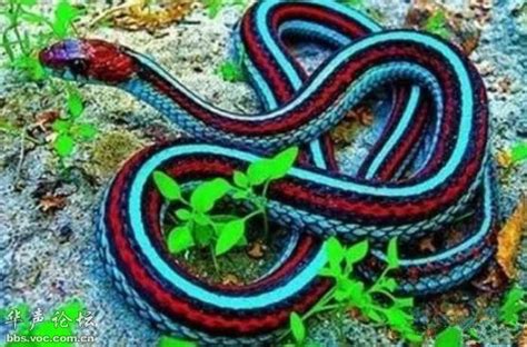 陆地上毒性最猛的毒蛇，细鳞太攀蛇比眼镜王蛇的毒性强20倍！