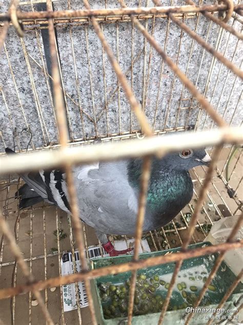 昨天捡到一只鸽子，不知道是谁家的，速来认领-天下鸽问-ask.chinaxinge.com