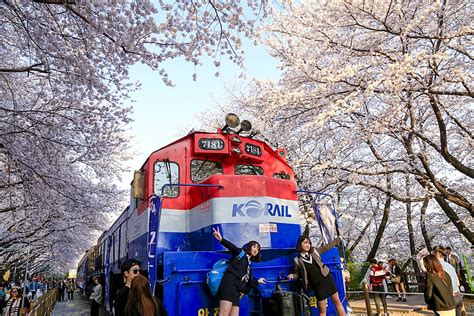 2023非常浪漫的铁路了~火车周围那圈樱花特别特别密集，车像从樱花丛中钻出来的一样，开往春天的列车_庆和站樱花路-评论-去哪儿攻略