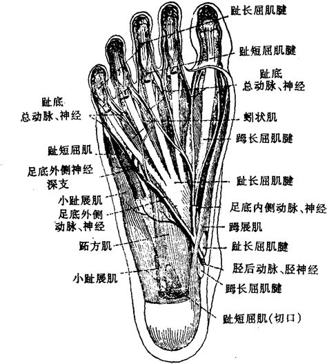 脚底图图片