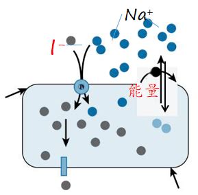 如何区分钾离子通道和钠离子通道？ - 知乎