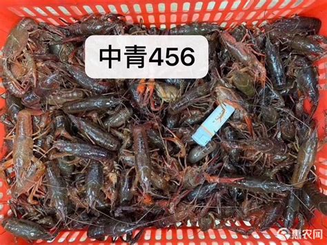 [潜江市小龙虾批发] 潜江小龙虾6.2-9（大青）价格32元/斤 - 惠农网