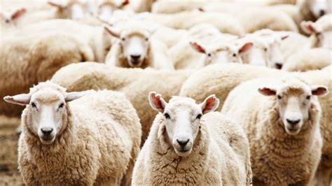 含真羊毛 30羊毛羊羔绒 羊毛羊羔毛 仿羊毛面料-阿里巴巴