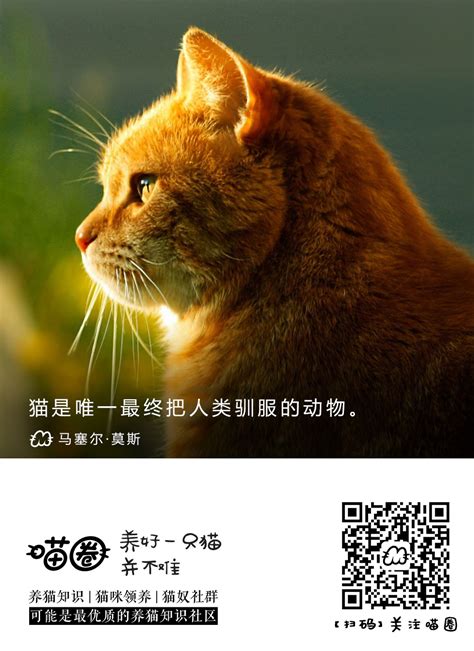 MIUU CAT-INET咪有多功能组合猫柜|工业/产品|家具|猫得设计 - 原创作品 - 站酷 (ZCOOL)