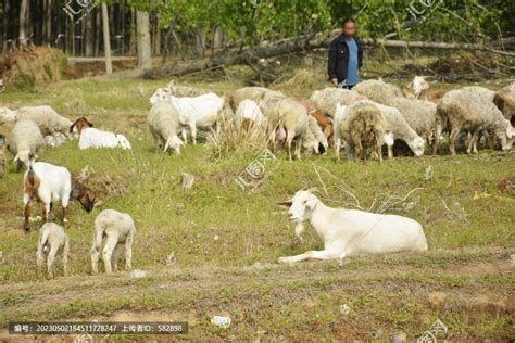 放养的羊,家禽家畜,动物摄影,摄影素材,汇图网www.huitu.com