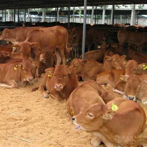 肉牛犊价格-肉牛销售市场今日价格_肉牛引种-小牛犊价格|牛苗价格|张北牛市场|