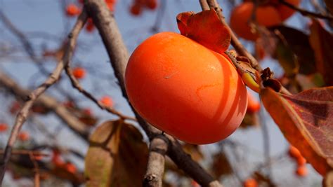 “中国甜柿之乡”的柿子成熟了！红透半山，咬一口脆甜可口！_罗田