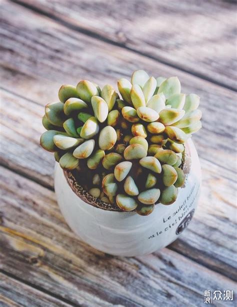 Identifying Succulents With Pictures