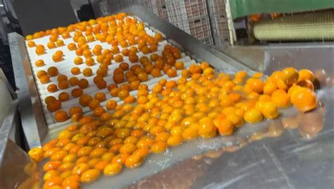 沃柑哪些人不能吃-沃柑-品种-柑橘问答