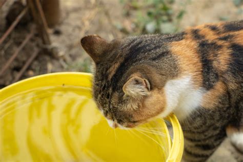 猫咪饮水机自动循环智能流动饮水器小猫喝水器狗狗水碗宠物喝水盆-阿里巴巴