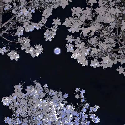 午夜心碎玫瑰图片