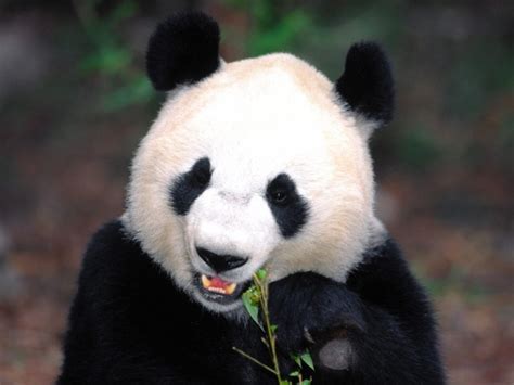 大熊猫会吃肉吗？_百度知道