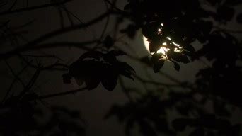 【月朦胧鸟朦胧摄影图片】风光摄影_仁者视野_太平洋电脑网摄影部落