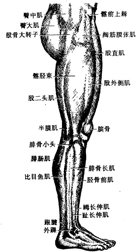 图108 下肢活体体表观察(外侧面)-人体解剖学-医学