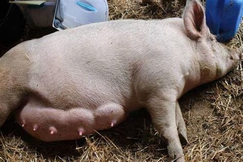 如何正确对母猪人工配种，需挑选体质健壮的公猪提取精液 - 农服务