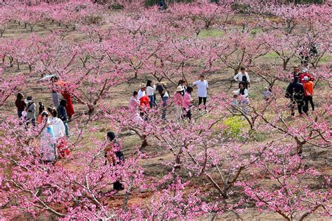 春游绵阳·观花乡野（涪城篇） || 跟着花开的脚步，用四条线路在涪城周边开启踏青赏花之旅！