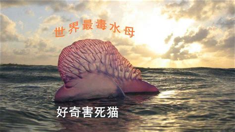 水母,海洋生命,图像,海洋,紫纹水母,动物,幽浮水母,无人,刺胞动物,水平画幅摄影素材,汇图网www.huitu.com