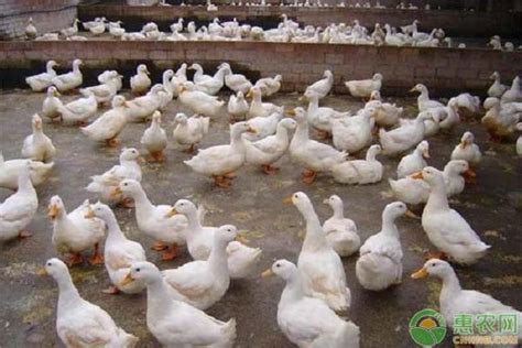 鸭子感冒症状及治疗方法-农技学堂 - 惠农网