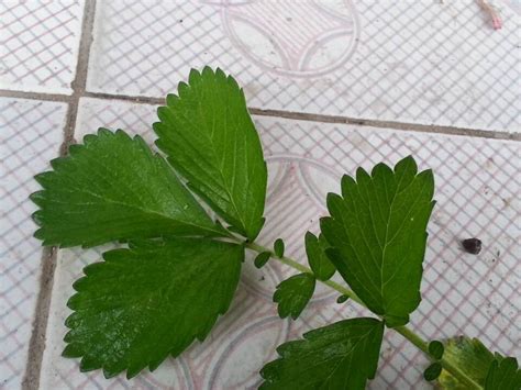 脱力草图片