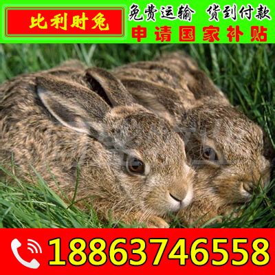 现在国内的獭兔价格 肉兔种兔标准价钱 鄂州肉兔养殖场-阿里巴巴