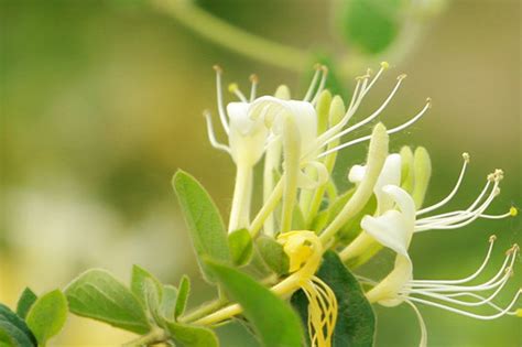 金银花的种植方法和注意事项，有2种繁殖方式，注意5生长要素 | 说明书网