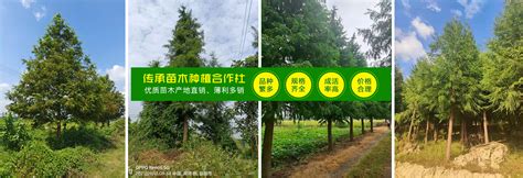 南县传承苗木种植专业合作社
