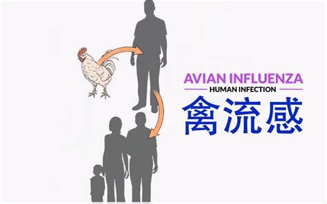 加纳报道首例高致病性H9N2禽流感 - 知乎