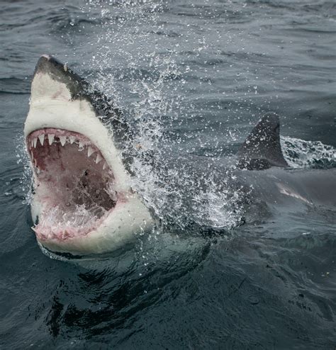 游客与“海洋杀手”大白鲨近距亲密接触_钓鱼人必看
