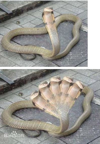 16米长巨蛇_挖出16米长巨蛇_淘宝助理