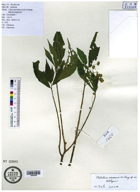 思茅楼梯草-国家植物标本馆(PE)模式标本集-图片