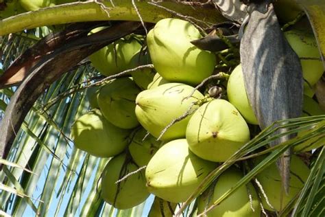 文章：椰子生产和销售 - 农牧世界