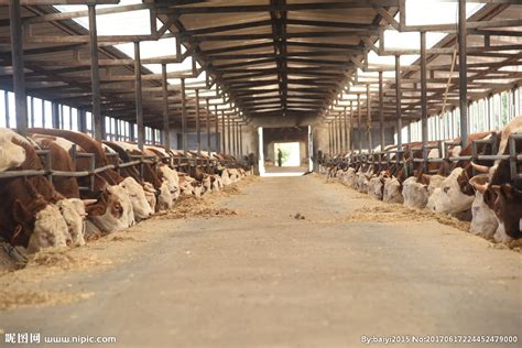 牧场奶牛高清图片下载-正版图片500992494-摄图网