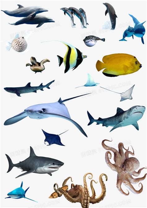海洋生物素材集合图片免费下载_PNG素材_编号z62iqnjw1_图精灵