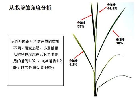 大穗早熟禾-中国国家植物标本馆模式标本-图片
