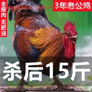 【15-6斤老公鸡】大别仙正宗散养大公鸡活鸡现杀土鸡笨鸡柴鸡阉鸡-阿里巴巴