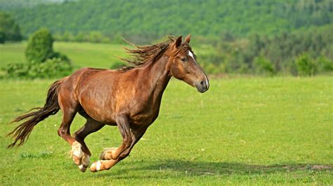 乌兰布统草原上的马群高清图片下载-正版图片500664564-摄图网
