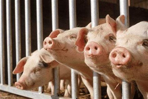 研究机构：下半年猪价上涨是必然，高点有望突破20元/公斤！_凤凰网视频_凤凰网