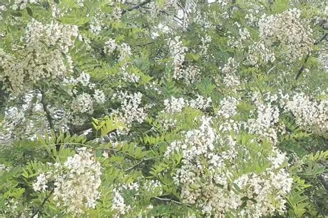 槐树花的花语以及寓意-花卉百科-绿宝园林网