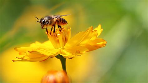 百年间我们的国产小蜜蜂消失了80%|蜜蜂|植物|胡蜂_新浪新闻