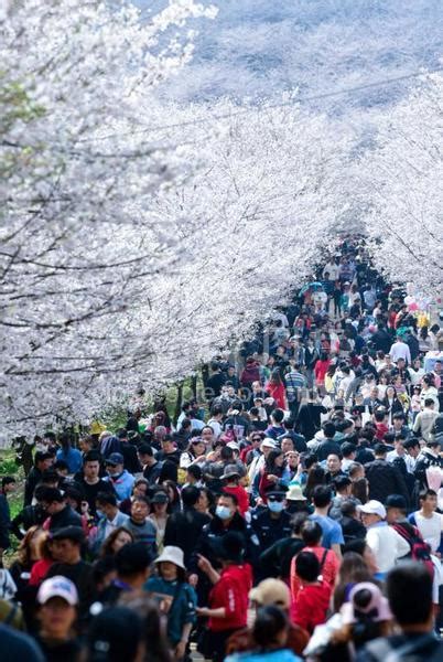 日本樱花季|花都开好了，赏樱温泉深度之旅，你来吗？