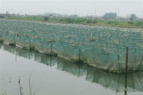 怎么建造养殖黄鳝和泥鳅的池塘 - 农敢网