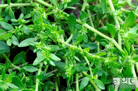 Herniaria glabra (Herniaria glabra), Smooth cuckoo herb, Urinary weed ...