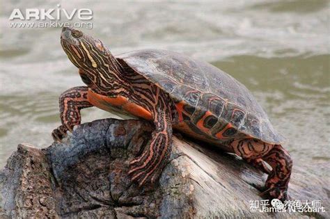 陆龟会游泳吗？ - 知乎