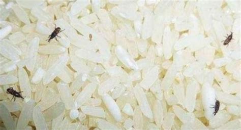防不胜防的米象，米中为何出现米象？可能你吃的米饭中也暗藏米象 - 知乎