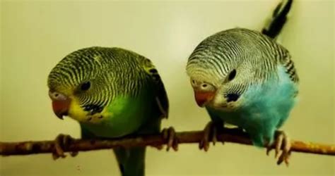 对于养鹦鹉的人来说，鹦鹉的嘴就是成语无坚不摧的代名词。|ZZXXO