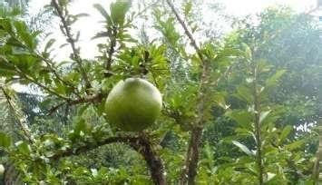 世界上最危险的“炸弹树”，挂树上的“西瓜”能爆炸，堪比手榴弹！_凤凰网健康_凤凰网