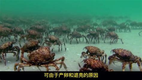 全球最恐怖的杀人蟹，体长8米且极具攻击力，却败给了人类餐桌？_高清1080P在线观看平台_腾讯视频}