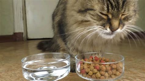 一只猫每天需要吃多少猫粮？ - 知乎